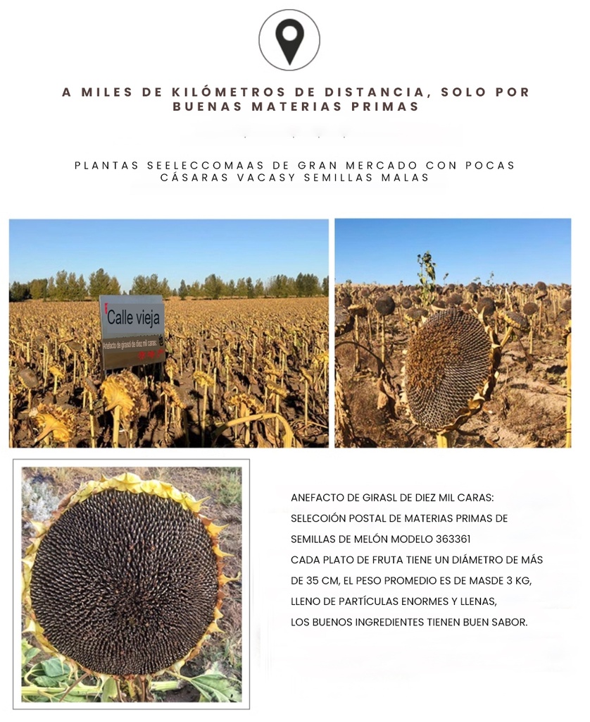 LJK SEMILLA DE GIRASOL ESPECIAS 160G