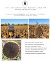 LJK SEMILLA DE GIRASOL ESPECIAS 160G