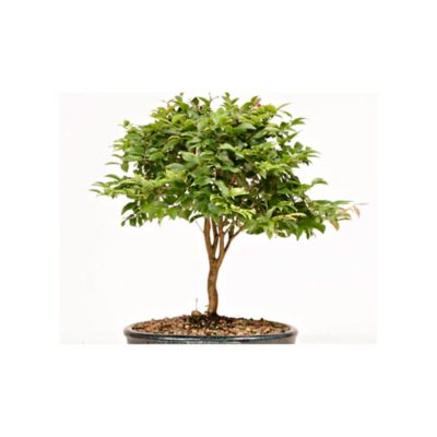 盆栽 JABOTICABA 310