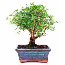 盆栽 SERISSA 80