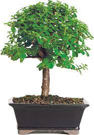 BONSAI JADE190