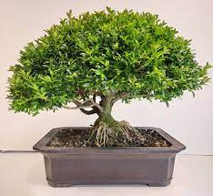 BONSAI BOXUS 140