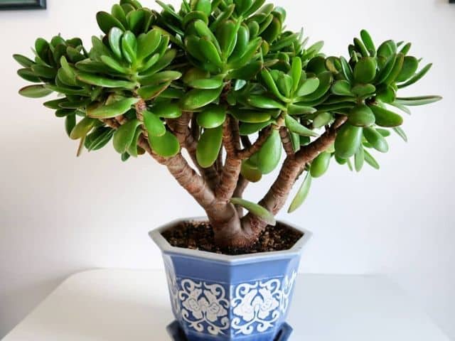 BONSAI JADE 120