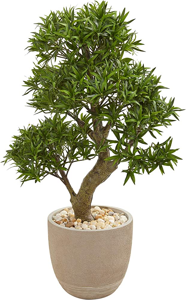盆栽 PODOCARPUS 210