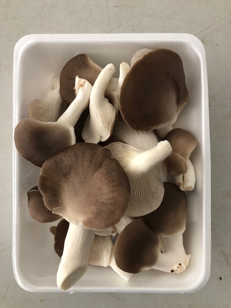 SETAS HCL  小菇 25OG