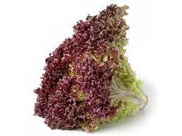 [AFCO-INF1172] LECHUGA CRESPA MORADA